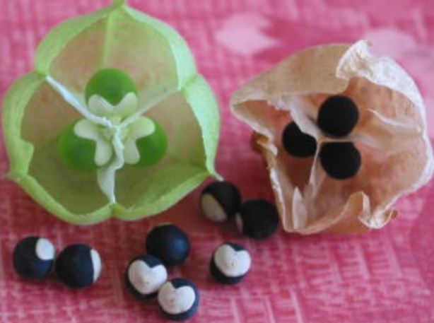 가을에 피는 꽃 풍선덩굴