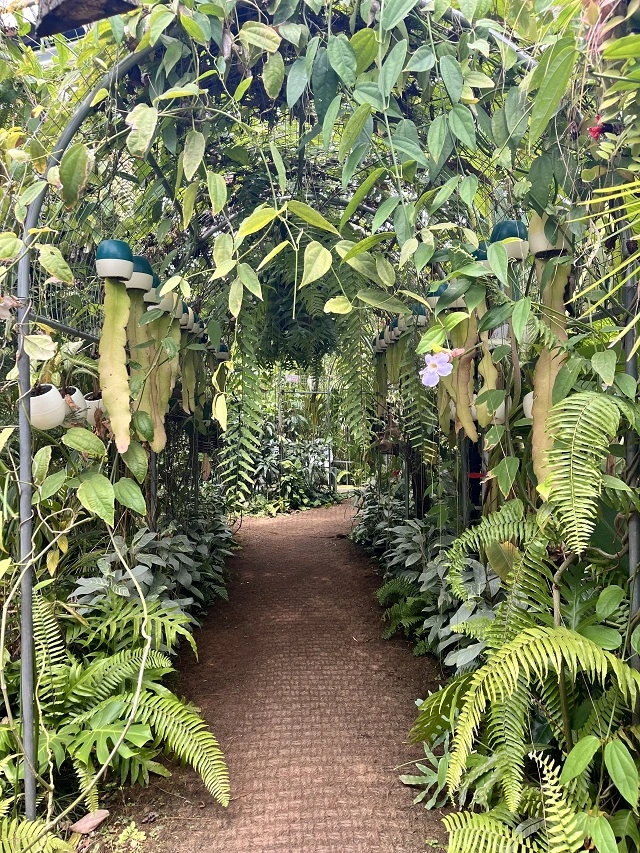 조인폴리아-식물원