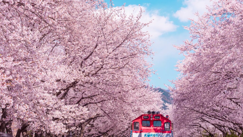 2025년 전국 벚꽃 개화 시기 및 명소 총정리 여의도부터 진해까지 13곳 완벽 가이드