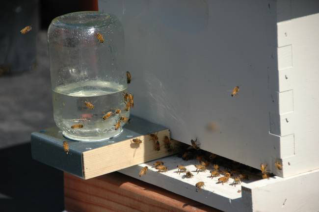 사양벌꿀 진짜벌꿀 차이