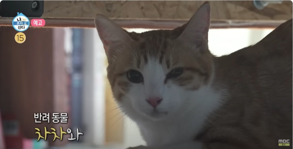 옥자연이 선택한 이케아 밀스보, 아파트에서 식물장 하나로 텃밭 자연주의 (+나혼산 리뷰)