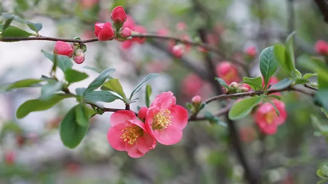 당화혈색소 정상치_7