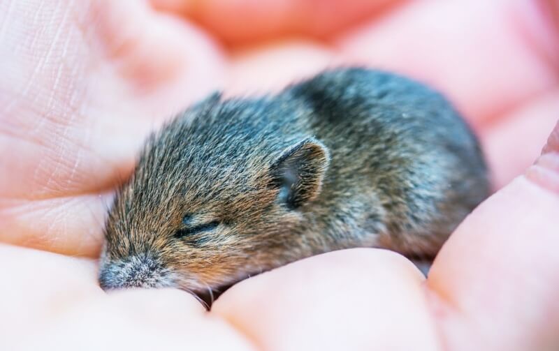 손바닥위에-작은-생쥐