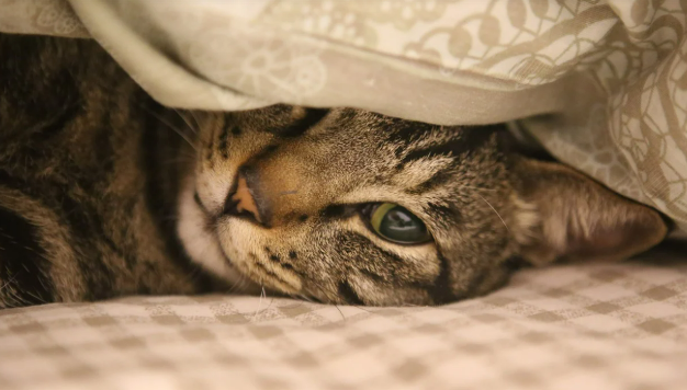 고양이가 이불 속에 들어가 있는 이미지