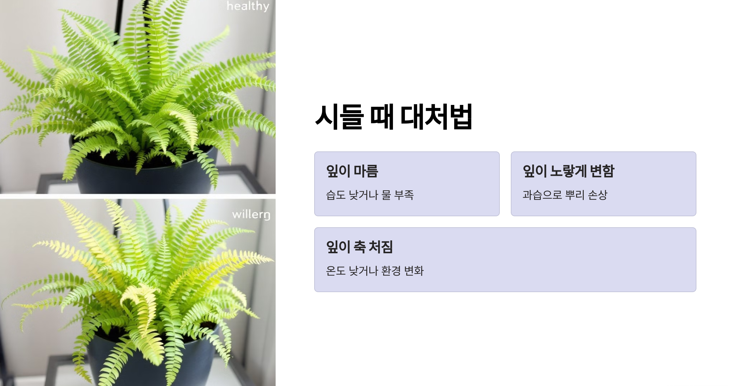 아디안텀 컨시넘