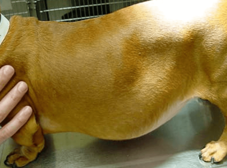 강아지 쿠싱증후군 배