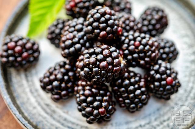 치매에 좋은 음식 치매예방음식 플라바놀 함량 높은 블랙베리