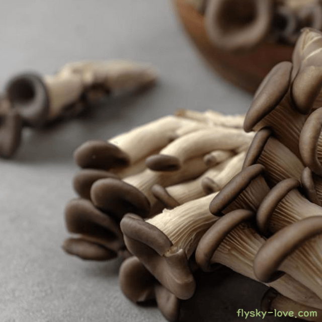 느타리버섯 효능