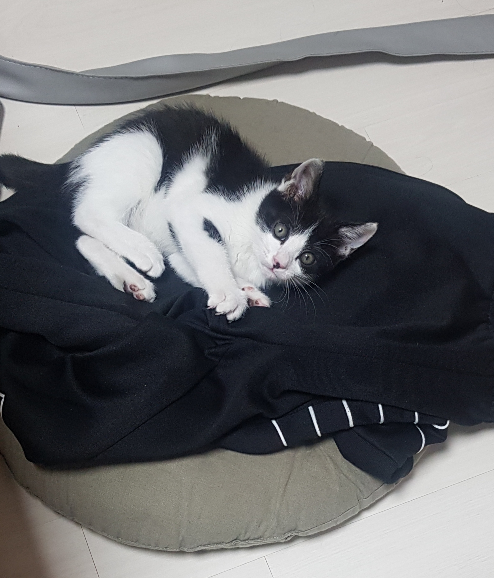 아기 길고양이
