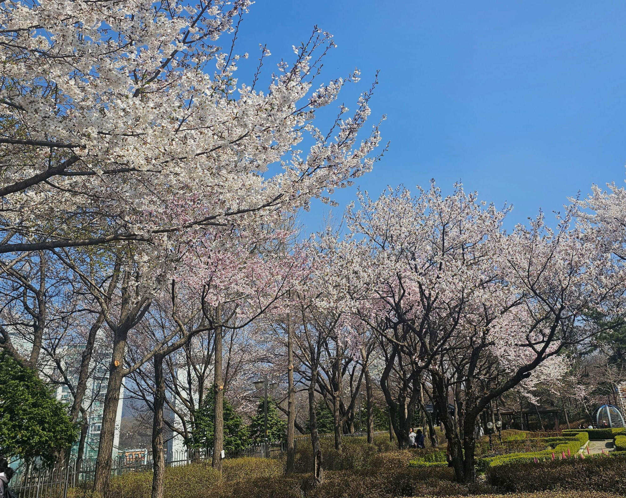 2026- 서울대공원- 벚꽃축제 -실시간- 현황 -4월 5일- 만개- 시기 -7