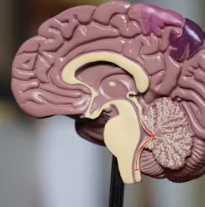 당귀 효능 부작용 뿌리 고르는법