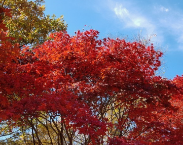 2024년 단풍절정시기