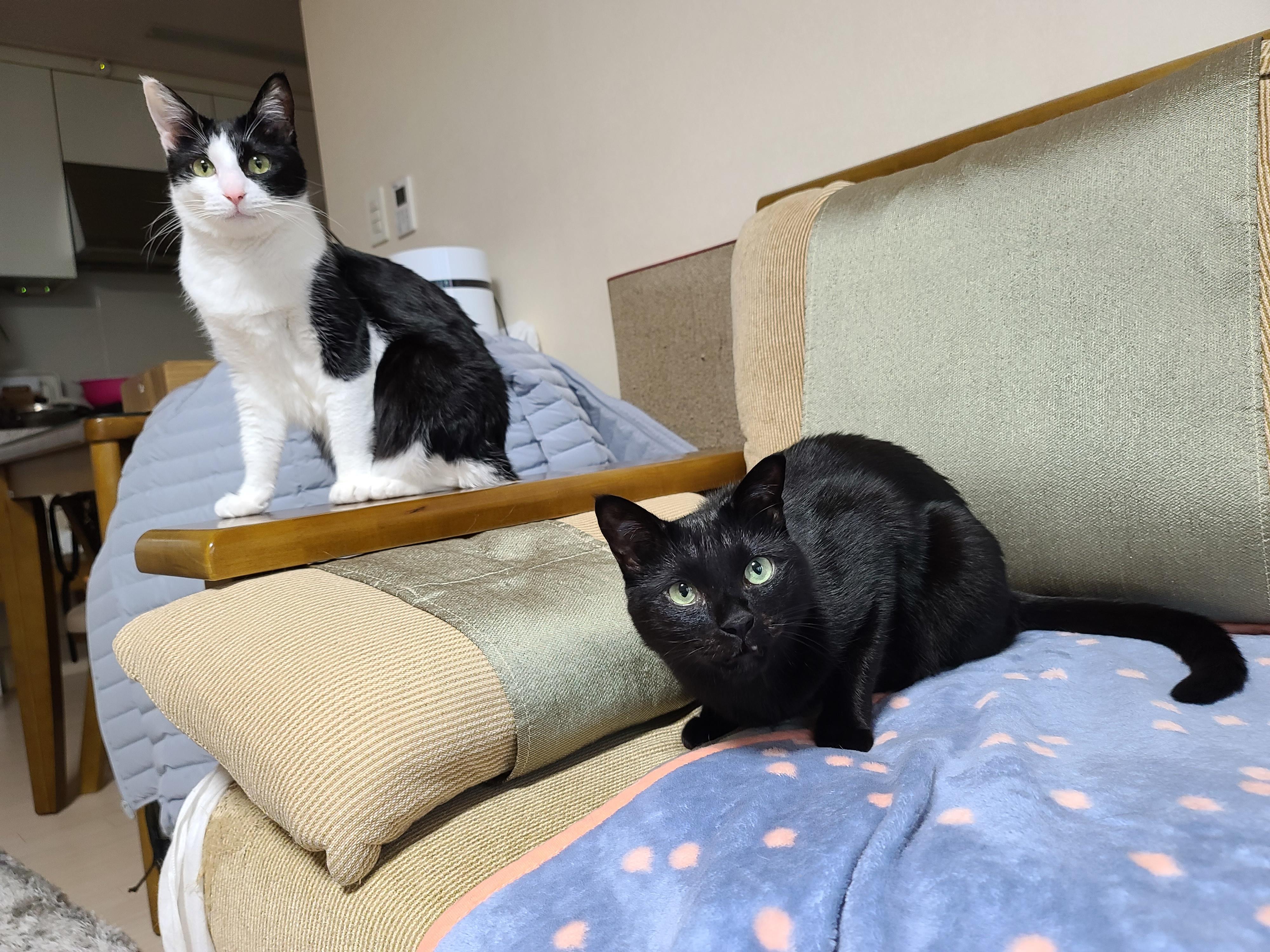 넥카라 혼자 벗어던지고 갖고노는 고양이 건이. (귀여운 영상 많음 주의)