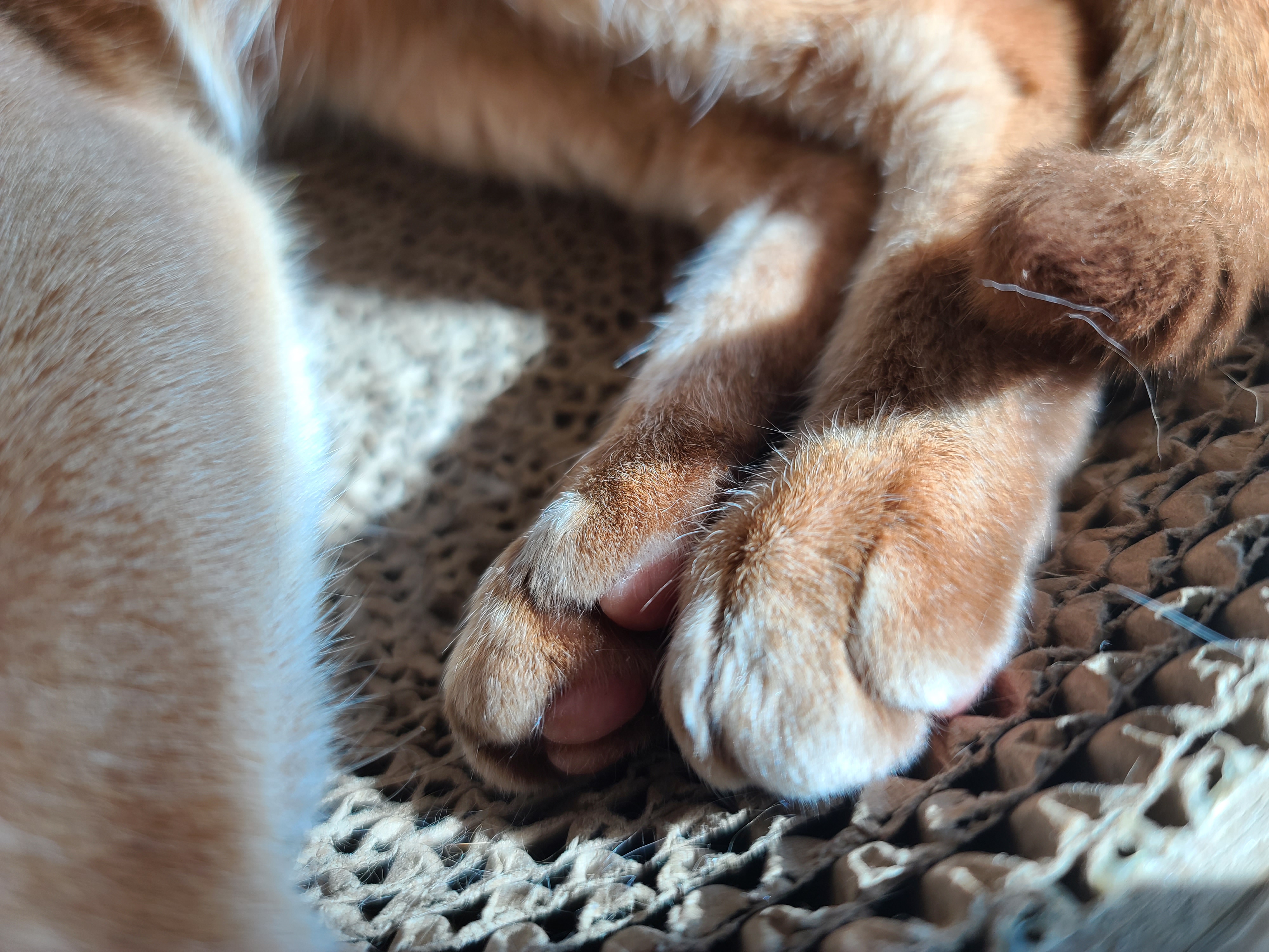 햇살 좋은날 동그라미 스크래쳐에서 느긋함을 즐기는 루나.