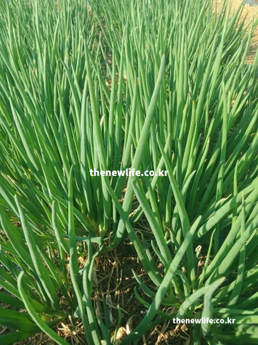 대파 효능 감기 예방 비타민 C