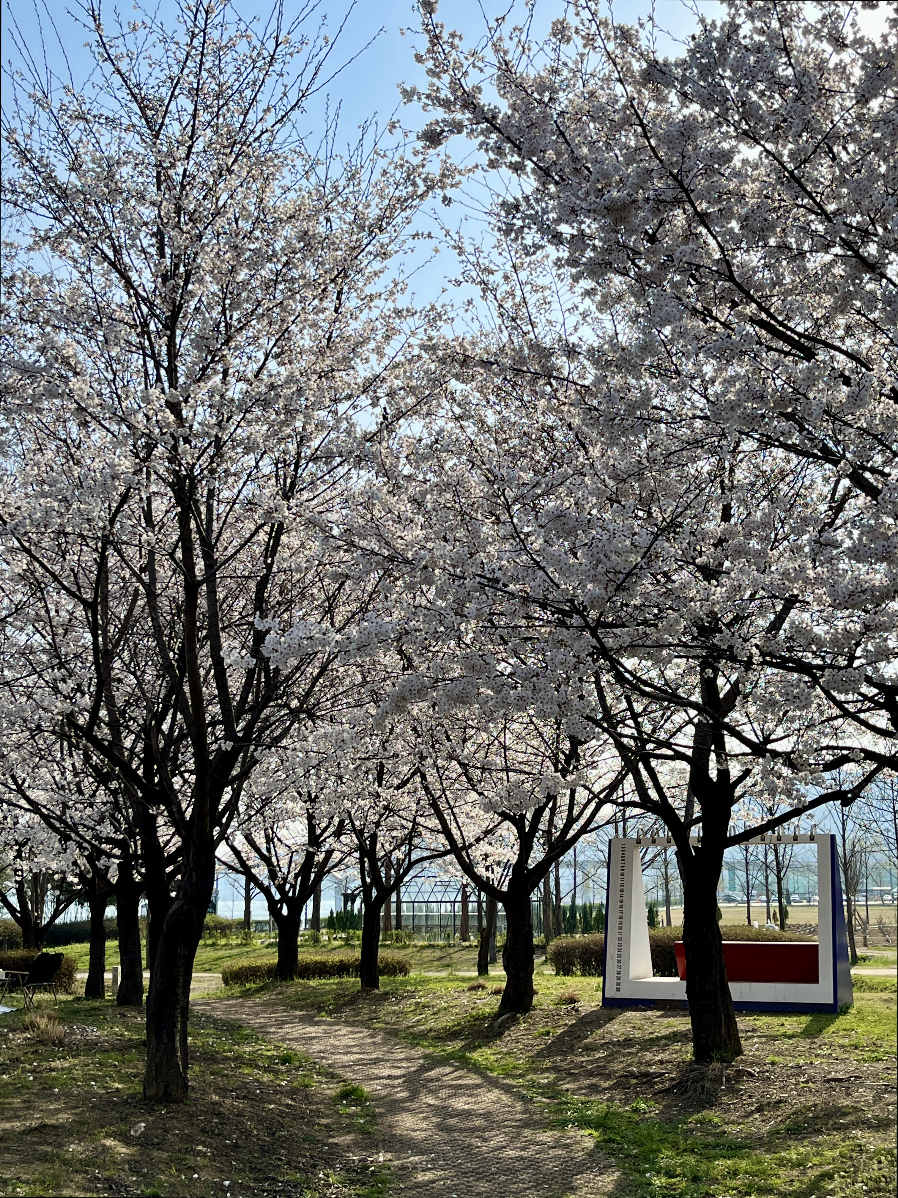 구리시민한강공원 벚꽃