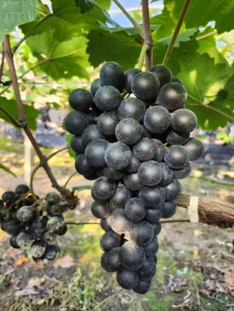 머루포도 효능키우기제철머루포도주 담그기먹는 방법보관 방법 안내_17