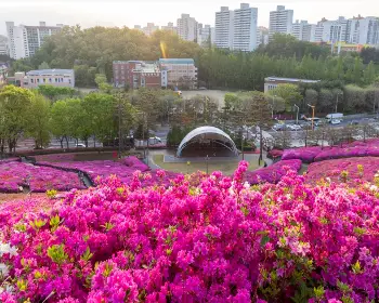 군포 철쭉축제_3