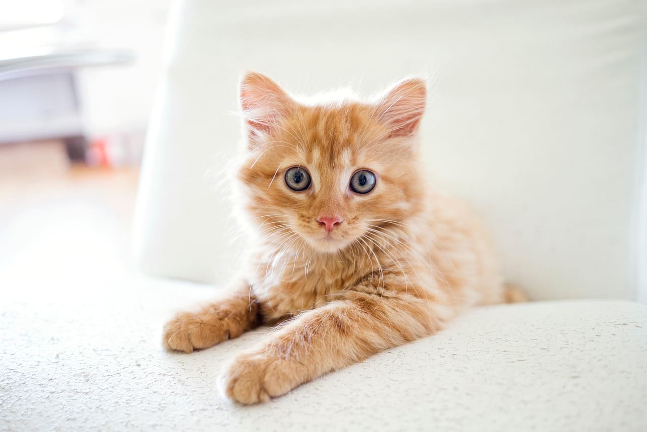 고양이 췌장염의 주요 원인