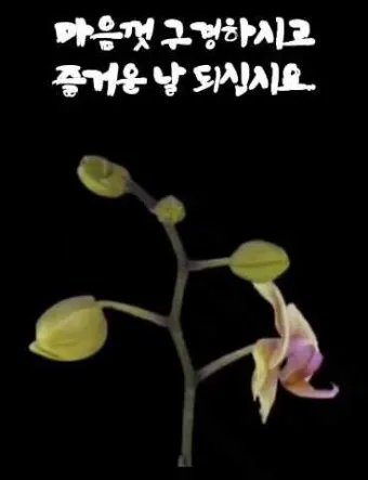 밤인사 이미지 일러스트 인사 문구_16