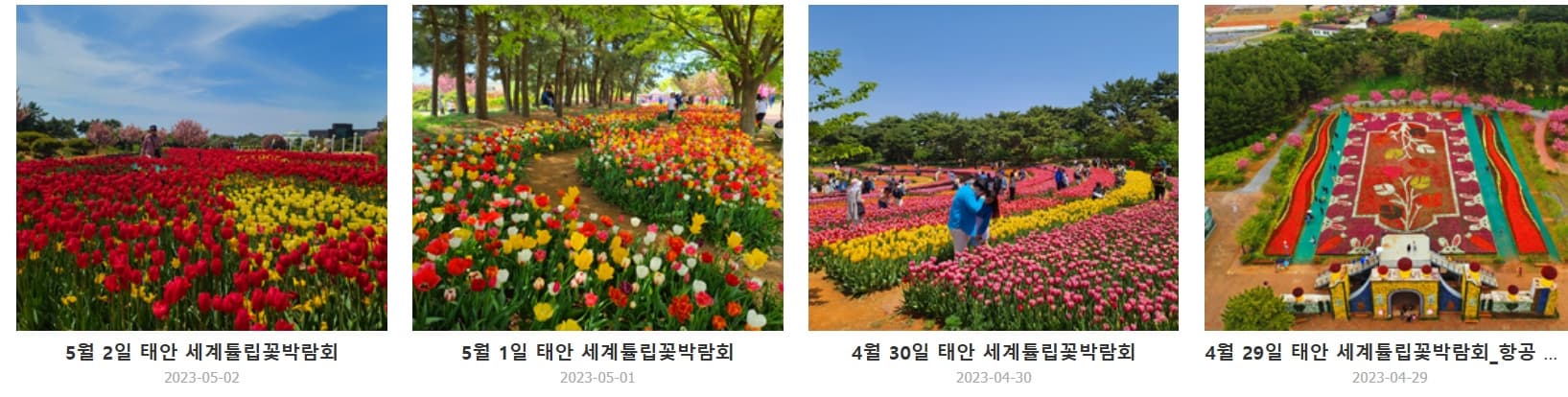 [서울 근교 4월 봄꽃 축제]태안 튤립축제, 안면도 코리아플라워파크