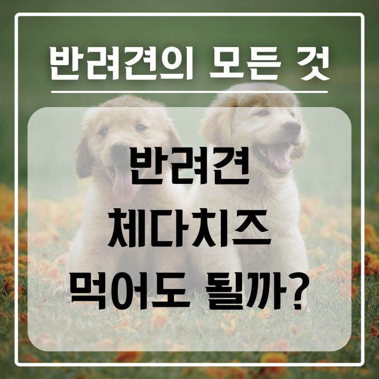 반려견 체다 치즈 급여 가능 여부, 적정량, 주의 사항