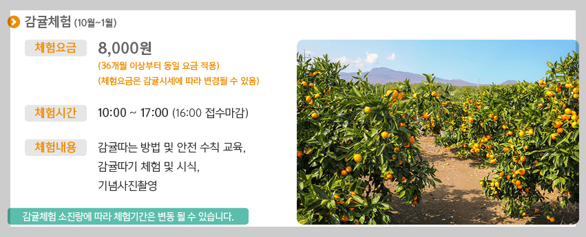 감귤체험사진