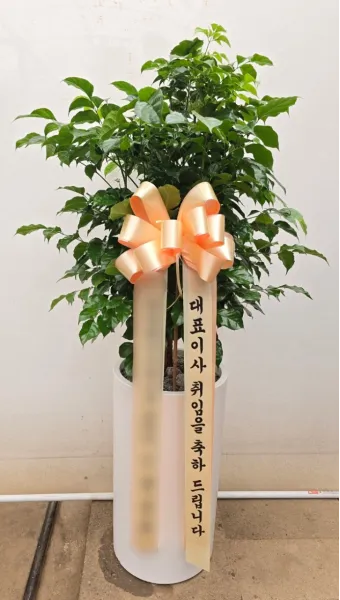 개업 축하 인사 화분 카드 문구 번창 기원 덕담 센스 있게_18