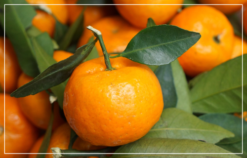 이상기후에 제주 콩 생산량 급감