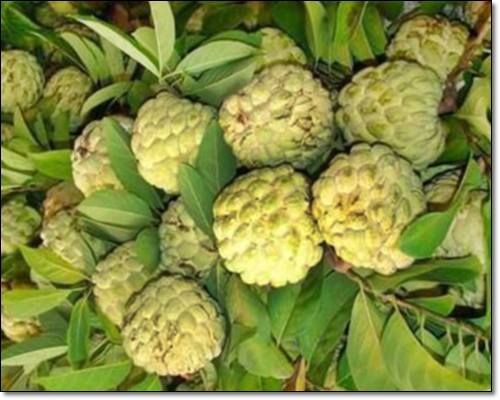 체리모야는 맛있고 건강에도 좋다