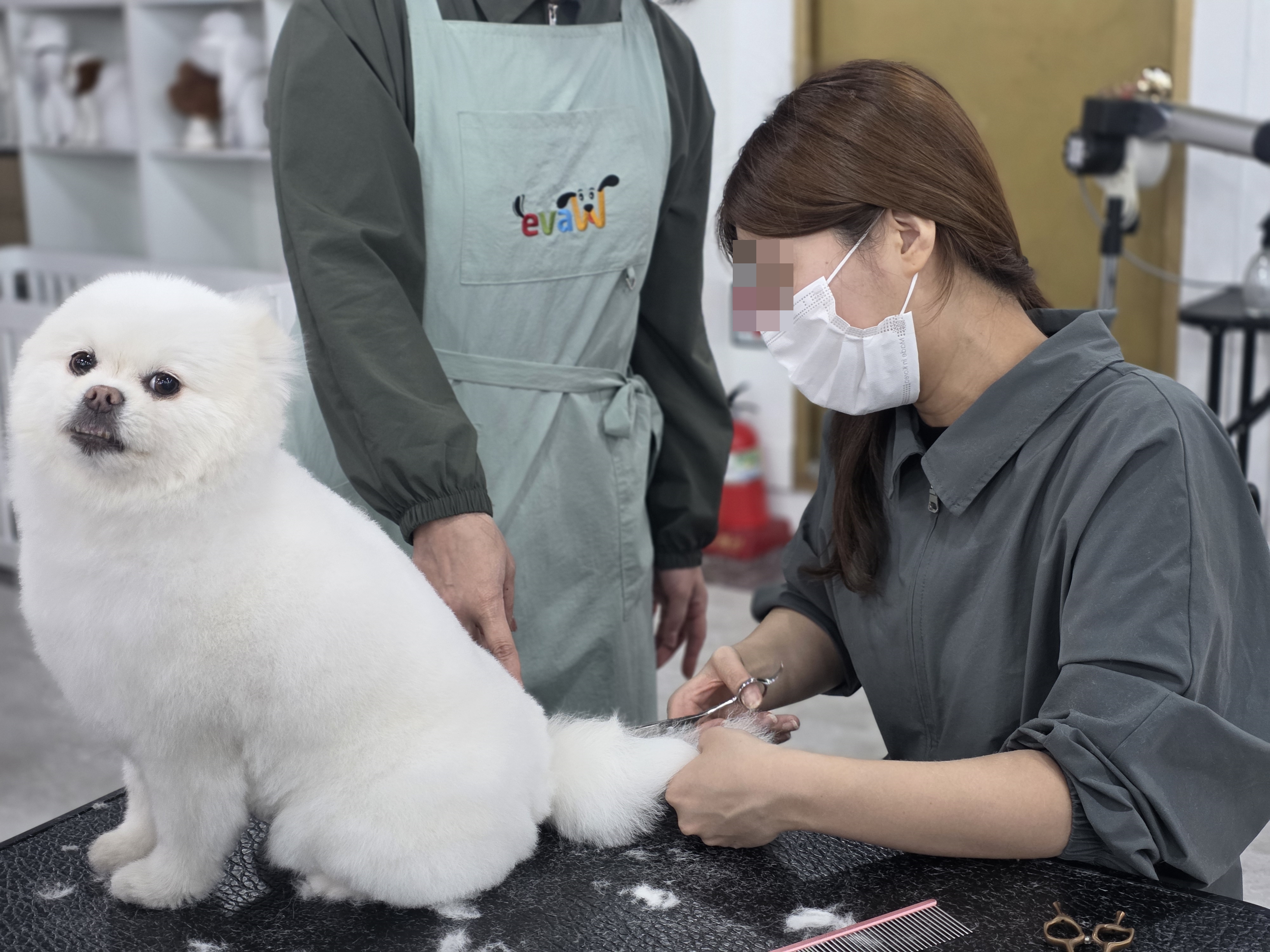 목동애견미용학원