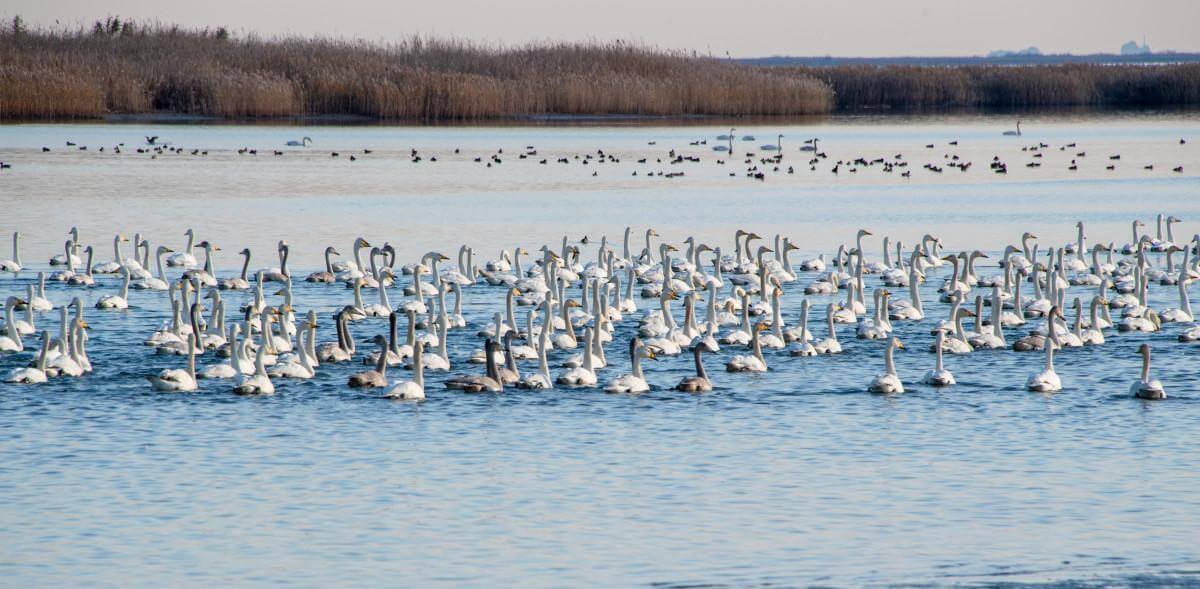 을숙도-하천-철새