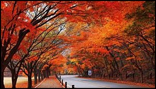 내장산-단풍-길-사진