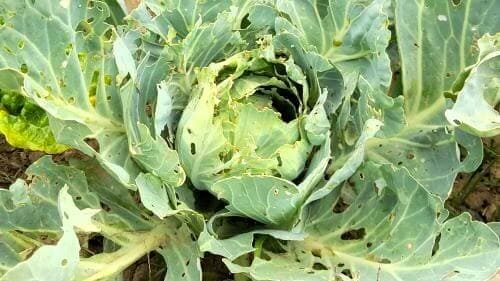 양배추-병충해-밑둥썩음병-무름병-연부병-병해-증상-방제법