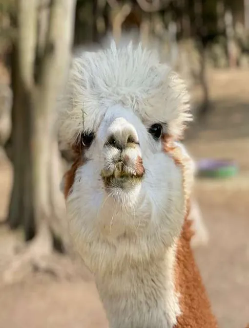 도치돌알파카목장