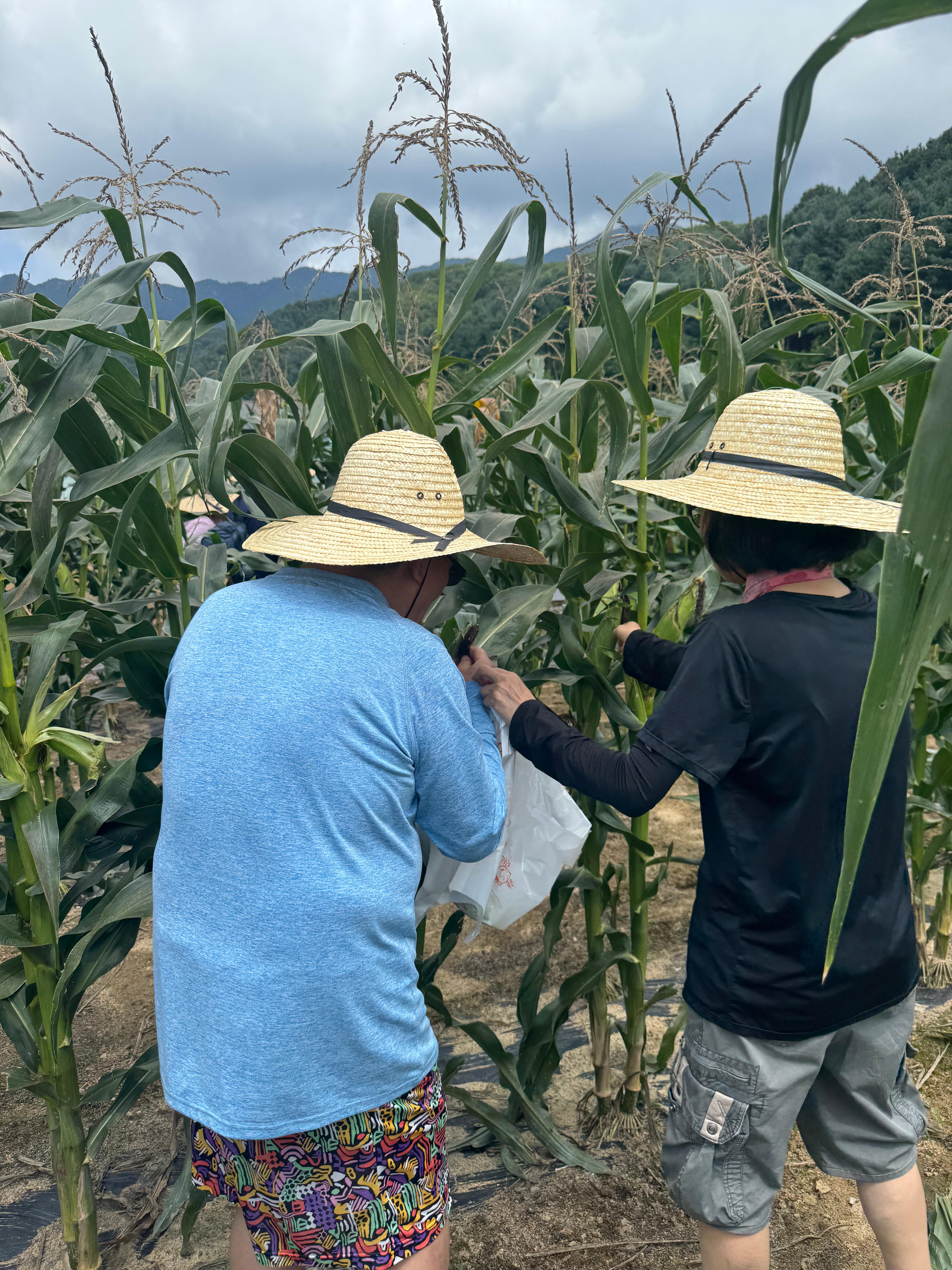 옥수수가 잘 익었는지 만져보는 지회원의 모습
