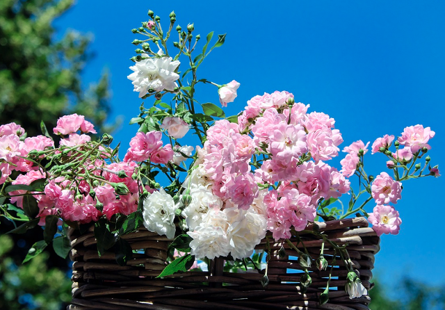 2025 중랑 서울장미축제