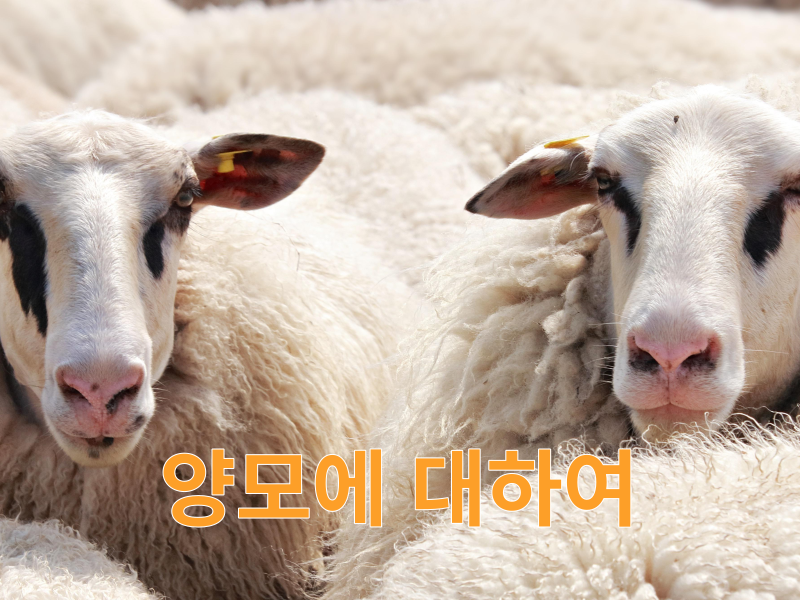 울의 종류와 장단점 및 관리법