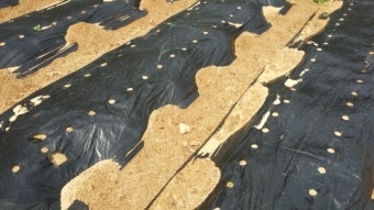 참깨 씨앗 심는 방법