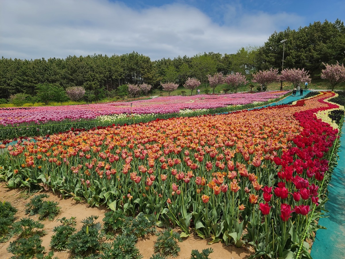 태안 세계 튤립꽃박람회20