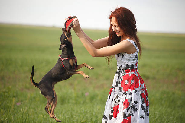 강아지 동반 기차여행 가능한 열차 노선 &amp; 예매 방법 총정리