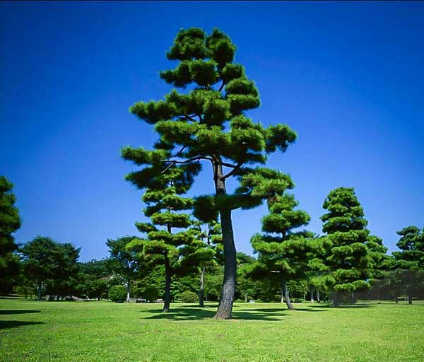 곧게 뻗은 소나무1