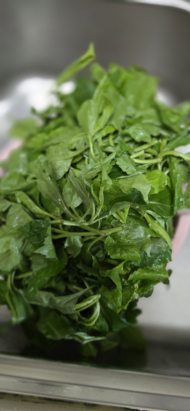 취나물 이미지 사진