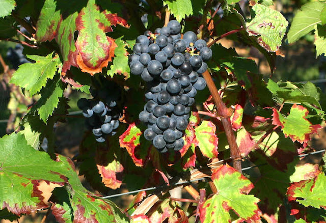 돌체토 포도와 잎의 모습