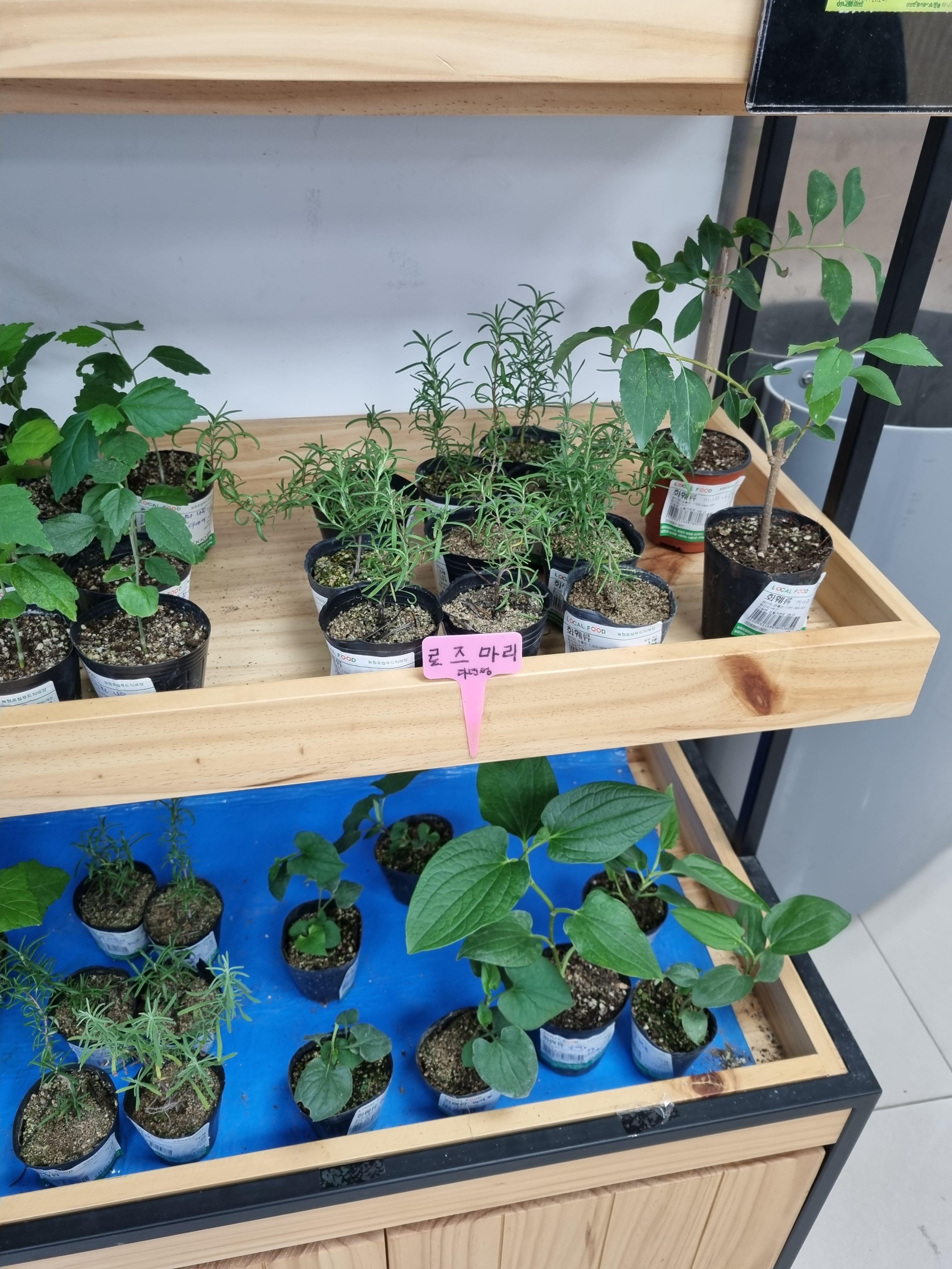 평창 진부면 하나로마트 모종