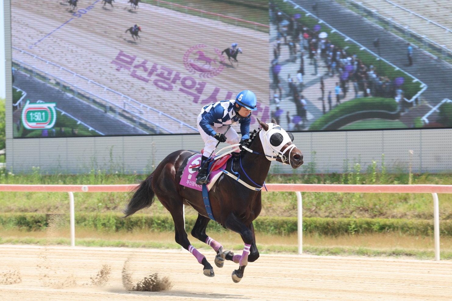 클린원과 서승운 기수 부산광역시장배 대상경주 우승장면