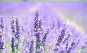 동해 무릉별유천지 라벤더축제