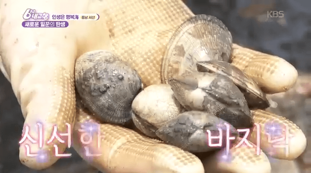 [6시내고향]충남 서산 해상 좌대낚시 고려호 창리해상펜션 바지락 해뜨는천수만 예약 연락처 위치 정보를 자세히 알려주는 이미지입니다.