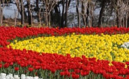 태안 튤립 축제(2025) 일정 맛집 추천관광지 관련 사진