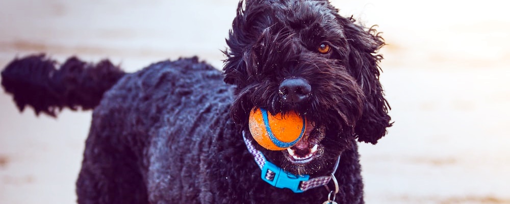 토이푸들 잘 키우는 방법 17